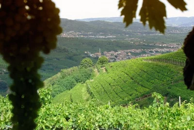 Thumbnail Prosecco & Cheese: Full-Day Wine Tour from Venice