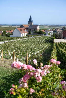 Thumbnail Visite en e-trotinette et dégustation au Champagne André Chemin