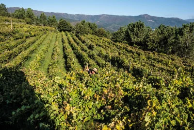 Thumbnail Tour dei vigneti e delle cantine con degustazione di vini a Quinta da Moitinha
