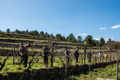Thumbnail Vineyard and Winery Tour with Wine Tasting at Quinta da Moitinha