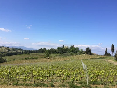 Thumbnail Weingutstour und Weinprobe auf dem Familienweingut L'Agona Vini in der Toskana