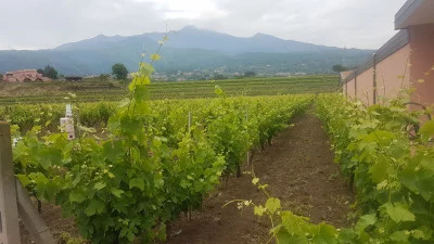 Thumbnail Tour dell'Etna con pranzo e degustazione di vini in cantina