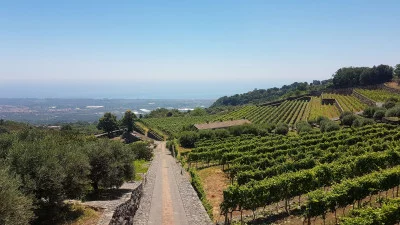 Thumbnail Tour dell'Etna con pranzo e degustazione di vini in cantina