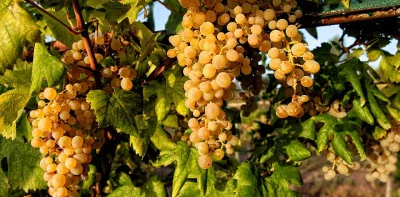Thumbnail Tour of Pompeii + Winery Visit and Tasting at Bosco de Medici from Sorrento