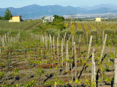 Thumbnail Tour di Pompei + visita e degustazione alla cantina Bosco de Medici da Sorrento
