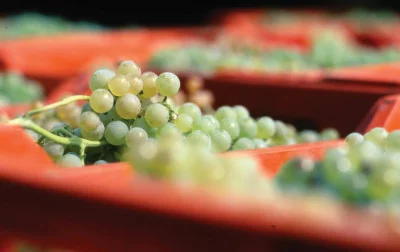 Thumbnail Follie di Durello Wine Tasting & Local Platter and Winery Tour at Giannitessari in Alpone Valley