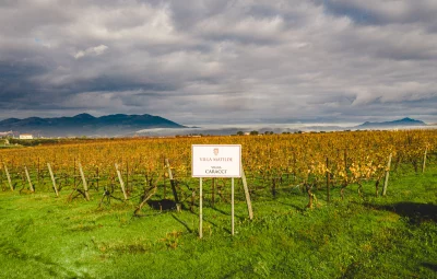 Thumbnail Tour Base con Degustazione di vini a Villa Matilde in Campania