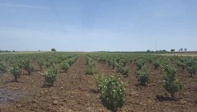Thumbnail Degustazione di vino presso la Bodega del Nero vicino a Madrid