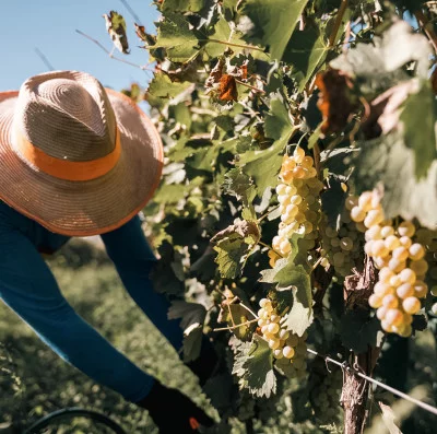 Thumbnail Besichtigung und Weinprobe mit lokalen Produkten auf der Tenuta di Montefoscoli in der Toskana
