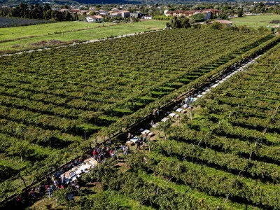 Thumbnail Light Lunch with Visit and Wine Tasting Gianluca Fugolo's Winery in Valpolicella