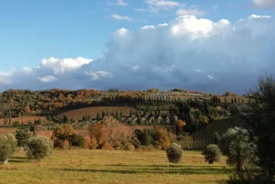 Thumbnail Wine tour del Brunello di Montalcino di una giornata da Siena