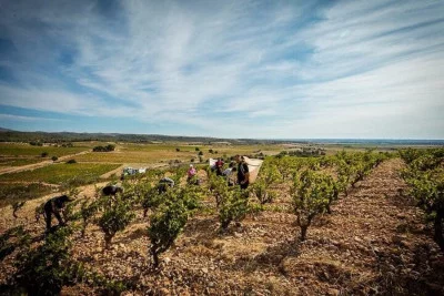 Thumbnail Rivesaltes y los Secretos de su Terruño: Ruta Matinal del Vino desde Perpiñán