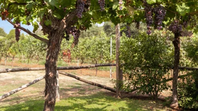 Thumbnail Full day wine and wellness experience at Molino 7 Cento