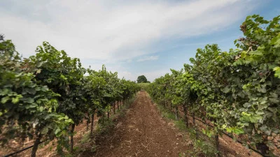 Thumbnail Giornata all'insegna del vino e del benessere al Molino 7 Cento
