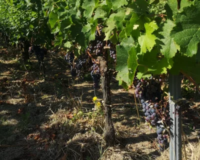 Thumbnail Half-Day from Bordeaux: Saint-Émilion Winery & Medieval Village