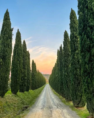 Thumbnail Visita privada a viñedos y bodegas con cata de vinos en Fattoria Fibbiano