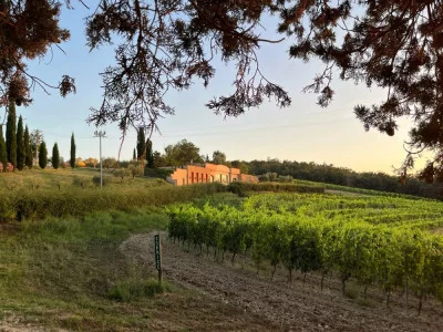 Thumbnail Tour privato di vigneto e cantina con degustazione di vini alla Fattoria Fibbiano