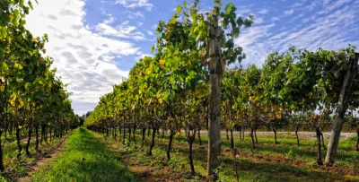 Thumbnail Into History wine tasting lunch experience at Villa Matilde