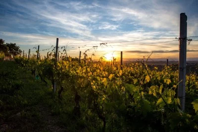 Domaine viticole Gianni Doglia - une expérience merveilleuse