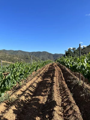 Thumbnail Wine tasting and vineyard tour at Celler Gritelles in Priorat