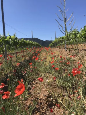 Thumbnail Wine tasting and vineyard tour at Celler Gritelles in Priorat