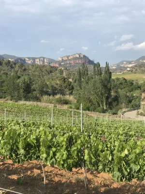 Thumbnail Dégustation de vin et visite du vignoble au Celler Gritelles à Priorat