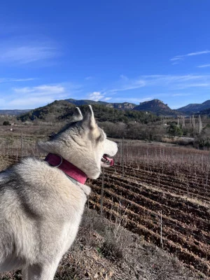 Thumbnail Degustazione di vini e tour dei vigneti presso il Celler Gritelles a Priorat