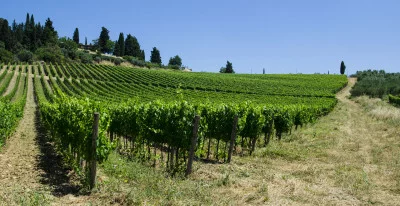 Thumbnail Benvenuti da Bibbiano, degustazione di vini nel Chianti Classico
