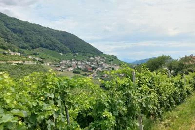 Thumbnail Excursion d'une journée dans les collines de Prosecco depuis Venise et Trévise : 2 caves