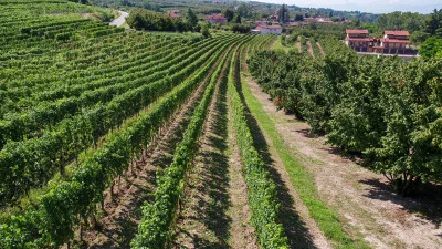 Thumbnail weinerlebnis "Shades of Nebbiolo" in der Cantina Stroppiana in Langhe