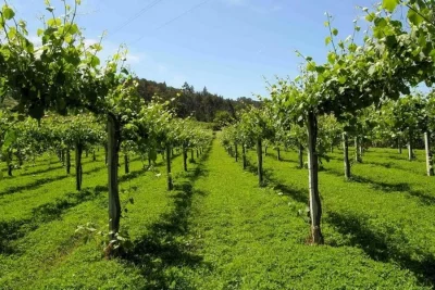 Thumbnail Ruta Privada del Vino Vinho Verde desde Oporto: 2 Bodegas y Catas de Vino y Queso