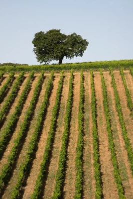 Thumbnail Tour and tasting in the land of Brunello at Tenuta Pian delle Ginestre