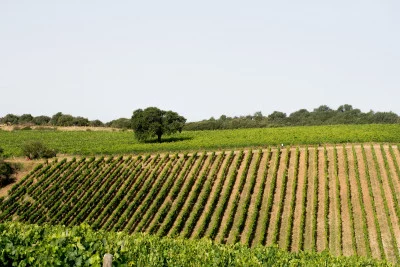 Thumbnail Visita y degustación en la tierra del Brunello en Tenuta Pian delle Ginestre