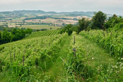 Thumbnail Grignolino & Friends Weinerlebnis auf dem Weingut Vicara im Monferrato