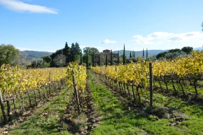Thumbnail Molino Weinerlebnis im Molino di Sant'Antimo in Montalcino
