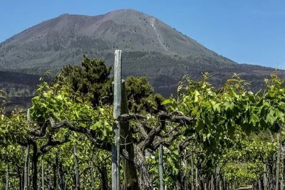 Thumbnail Excursión al Vesubio con cata de vinos y almuerzo desde Nápoles