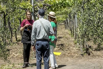 Thumbnail Wine tour del Vesuvio con degustazione di vini e pranzo da Napoli