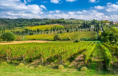 Thumbnail From Rome: Tuscany wines experience with lunch in Montepulciano