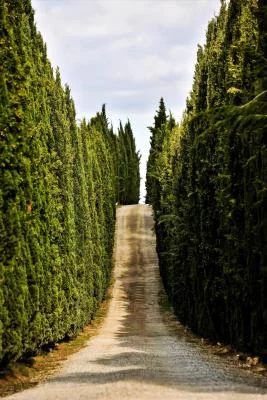 Thumbnail Lo esencial de la Toscana: una experiencia enológica sensorial en la Fattoria La Torre