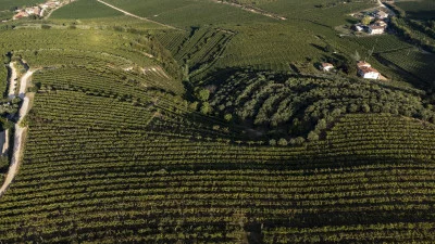 Thumbnail Ultimative Falezze-Weinprobe und Kellertour im Valpolicella