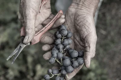 Thumbnail Ultimate Falezze Wine Tasting and Cellar Tour in Valpolicella