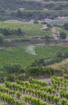 Thumbnail Wine tasting experience en Bodegas Palacio