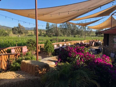 Thumbnail Wine tour della Valle de Guadalupe da Ensenada: 3 Cantine e Degustazioni