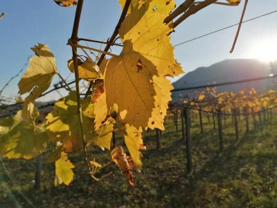 Thumbnail Perlage Wine Experience at Pietreionne in Sannio