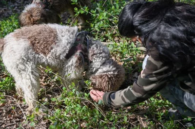 Thumbnail The King of the Table - Truffle Hunting in Monferrato