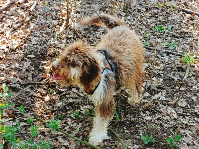 Thumbnail Il Re della tavola - Cerca del tartufo nel Monferrato