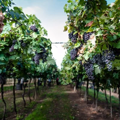 Thumbnail Wine tasting presso Casa Vinicola Tinazzi