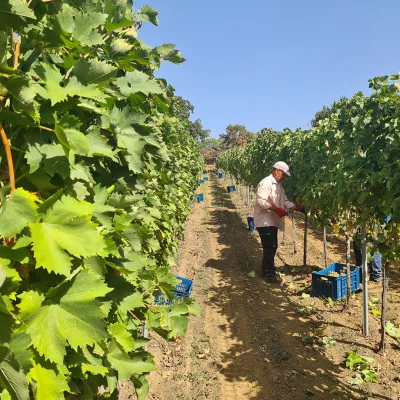 Thumbnail Grotte Wine & Oil Experience au domaine de Serafica