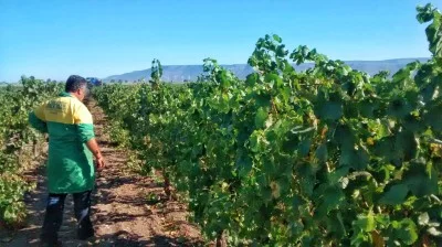 Visite d'un domaine viticole