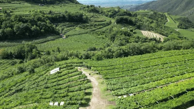 Thumbnail Klassische Valpolicella-Weinprobe bei Castellani Michele